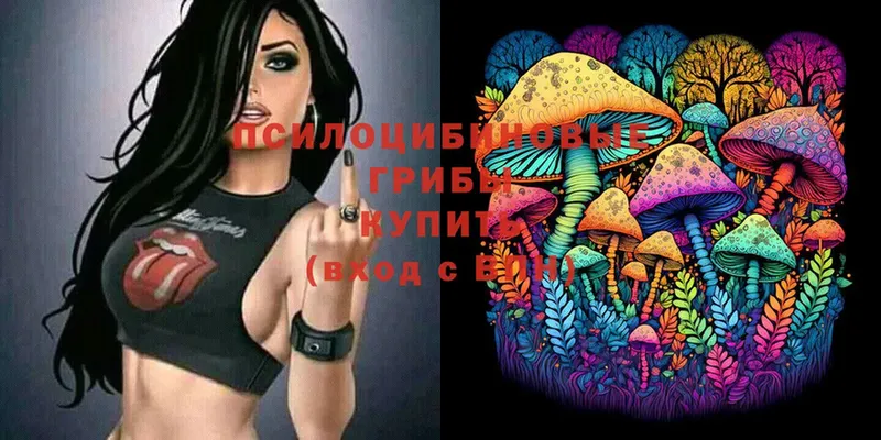 Галлюциногенные грибы Cubensis  сколько стоит  Катав-Ивановск 